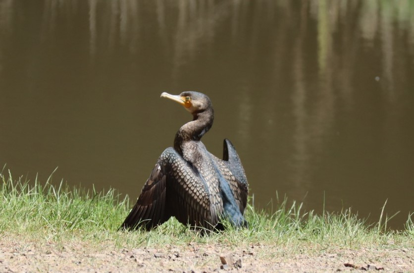 image Great Cormorant (Australasian)